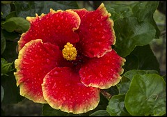 hibiscus